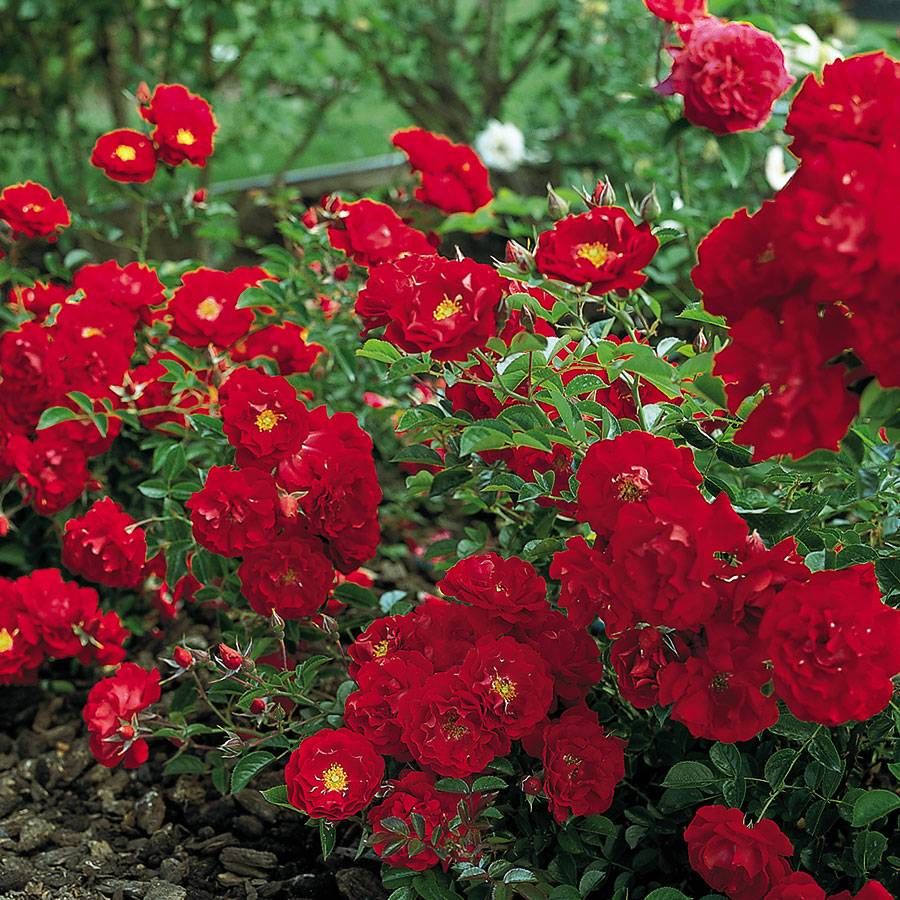 Red Ribbons Groundcover Rose