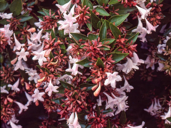 Heirloom Non-GMO Red Abelia Flower Seeds for Garden Planting – Fragrant Ornamental Blooms