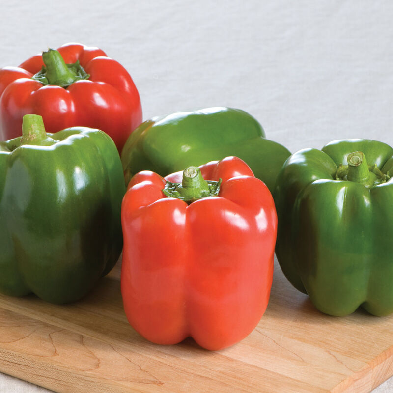 Olympus – Bell Pepper Seed