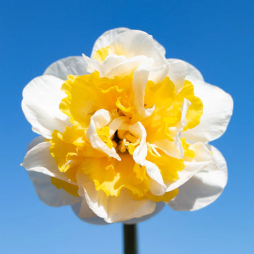 Growers Beauty Daffodil Seeds