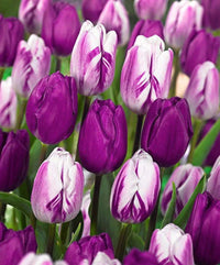 Charoite Tulip Seeds