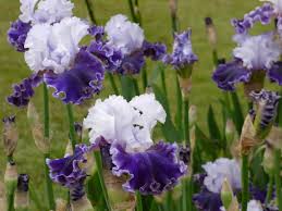 Feel the Thunder Bearded Iris