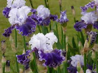Feel the Thunder Bearded Iris