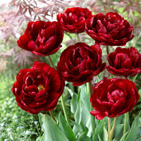 Ruby Velvet Tulip Seeds
