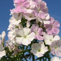 Cool Water Phlox
