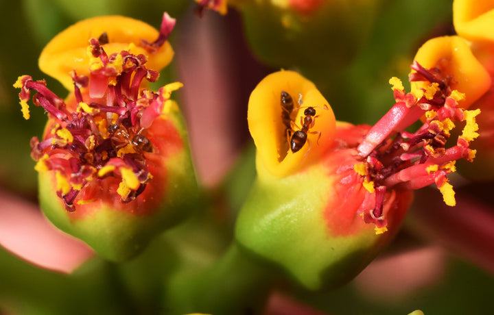Heirloom Non-GMO Pink Poinsettia Flower Seeds for Planting – Beautiful Holiday Blooming Seeds