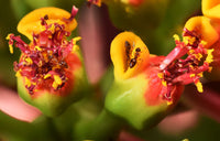 Heirloom Non-GMO Pink Poinsettia Flower Seeds for Planting – Beautiful Holiday Blooming Seeds