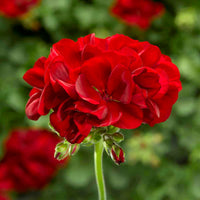 Organic Red Geranium Flower Seeds for Planting – Heirloom, Non-GMO
