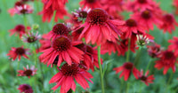 Heirloom Non-GMO Red Perennial Flower Seeds for Planting – Bold and Vibrant Garden Bloom Seeds