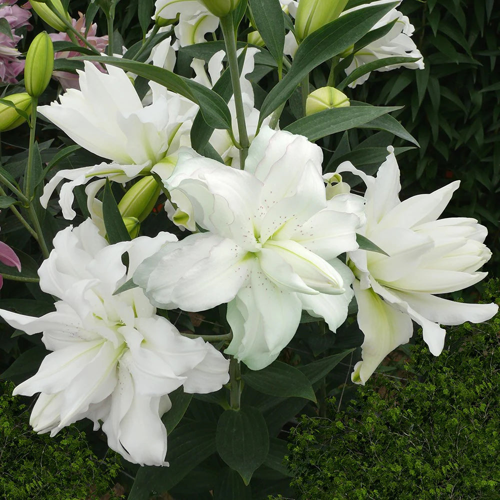 Lotus Beauty Lily Seeds