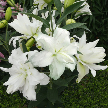 Lotus Beauty Lily Seeds