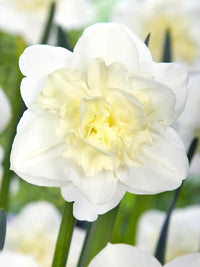 Easter Born Daffodil Seeds