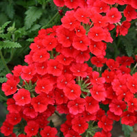 Heirloom Non-GMO Verbena Flower Seeds for Garden Planting – Colorful Blooms