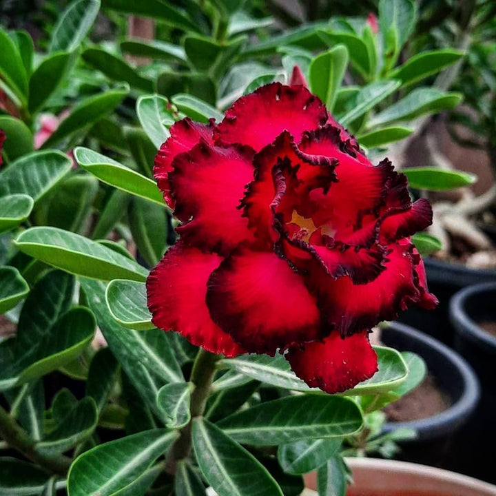Black Red Adenium Obesum Flower Seeds for Planting - Non GMO seeds