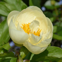 Herbaceous Peony- Lemon Chiffon