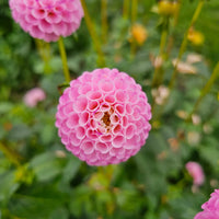 Dahlia- A1 Pom (Tuber)