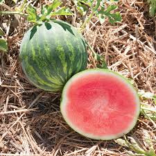 Gentility – Watermelon Seed