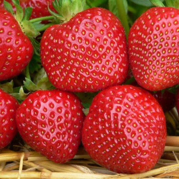 Malwina – Spring-Planted – Strawberry Seed