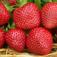 Malwina – Spring-Planted – Strawberry Seed