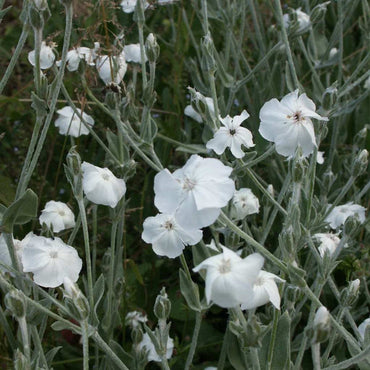 Organic White Alba Lychnis Flower Seeds for Planting – Heirloom, Non-GMO