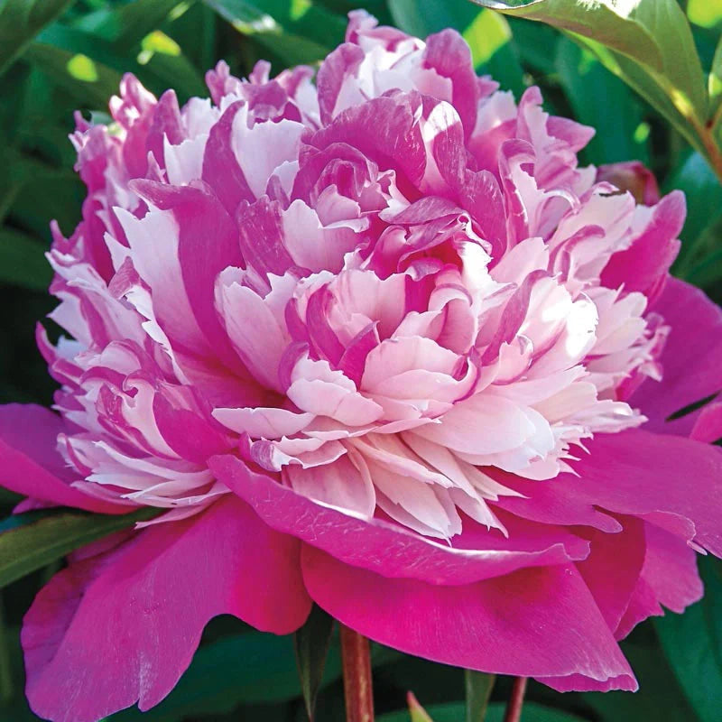Celebrity Peony