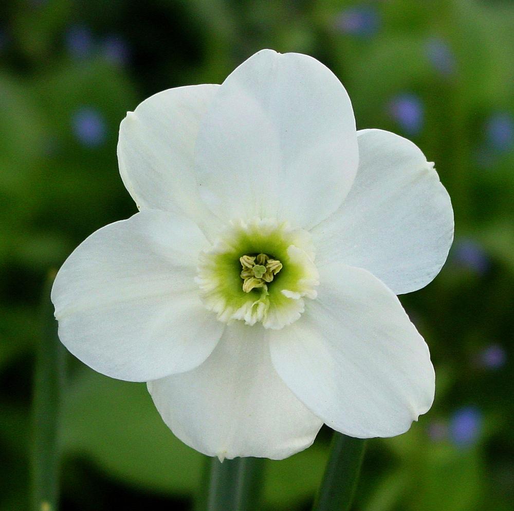 Dallas Daffodil Seeds