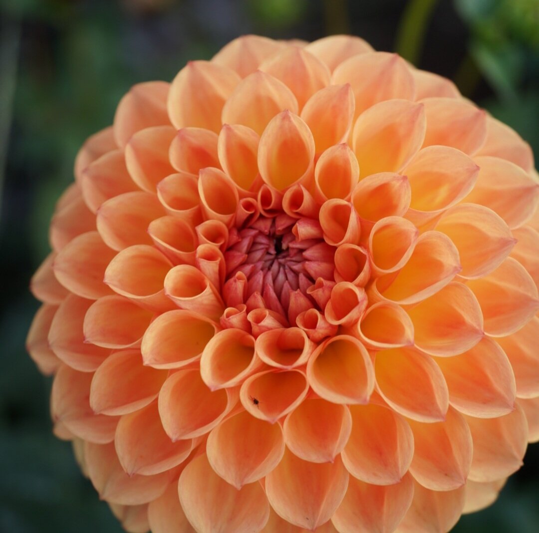 Dahlia- Winkie Kestrel (Tuber)