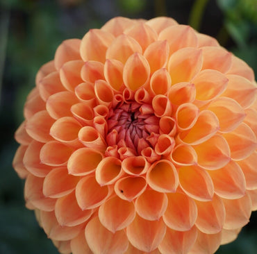 Dahlia- Winkie Kestrel (Tuber)