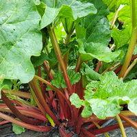 Rhubarb- Lider Red