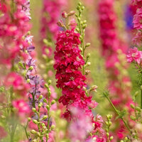 Larkspur- Imperial Scarlet Spire