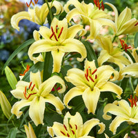 Gold Fever Oriental Carpet Border Lily Seeds