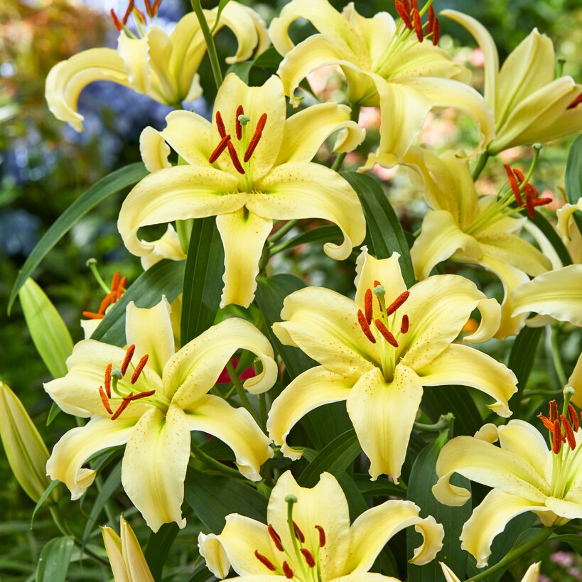 Gold Fever Oriental Carpet Border Lily Seeds