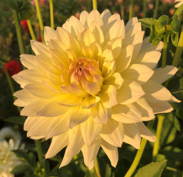 Dahlia- Tequila Star (Tuber)