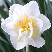 Double Daffodil- White Lion