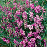 Everlasting Sweetpea- Latifolius Pink