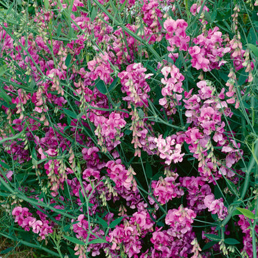 Everlasting Sweetpea- Latifolius Pink