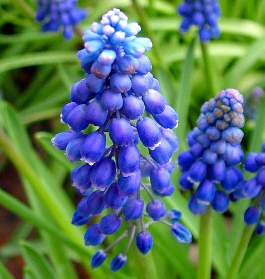Muscari- Heavenly Blue