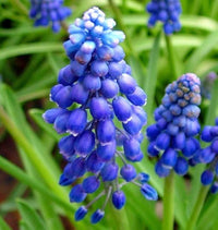 Muscari- Heavenly Blue