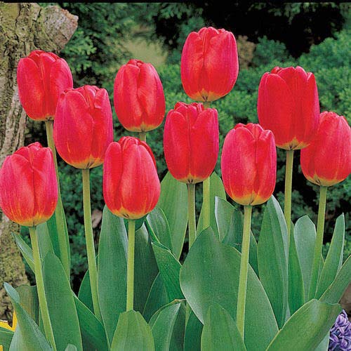 Red Matador Jumbo Perennial Tulip Seeds