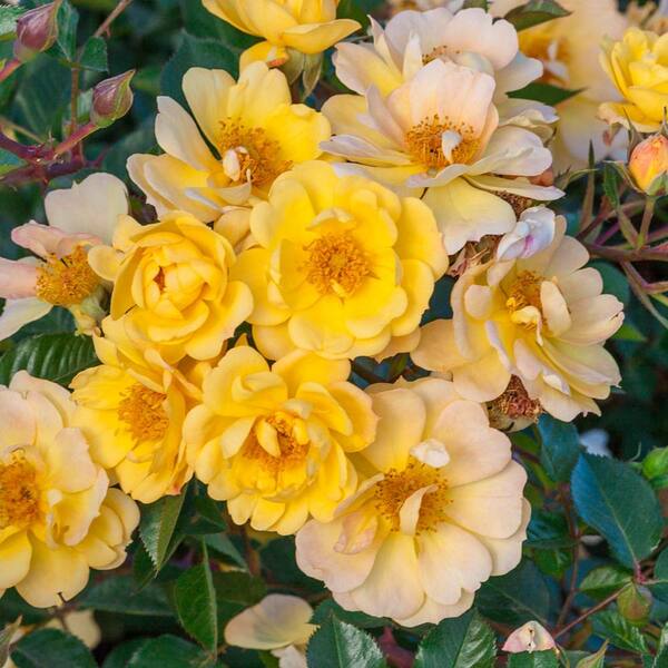 Sunshine Happy Trails Groundcover Rose