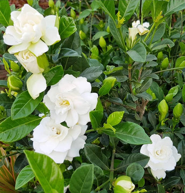 White Gardenia Jasminoides Flower Seeds for Planting | Heirloom, Non-GMO, Organic Seeds
