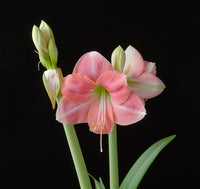 Hippeastrum Flower Seeds – Heirloom Non-GMO Amaryllis Seeds for Elegant and Colorful Gardens