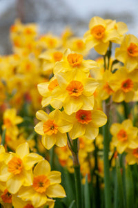 Falconet Daffodil Seeds
