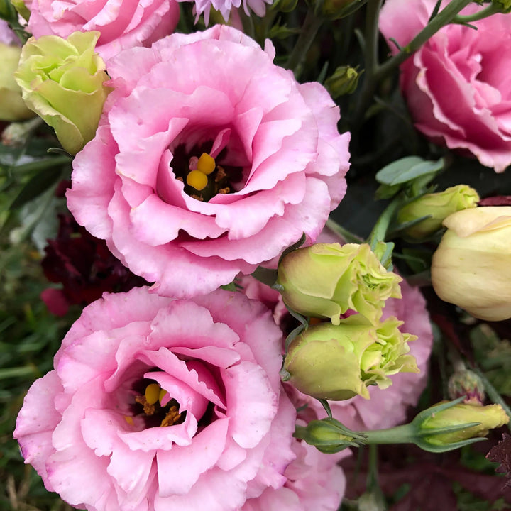 Pink Lisianthus Flower Seeds for Planting - Heirloom, NON-GMO Seeds - Beautiful Garden Blooms