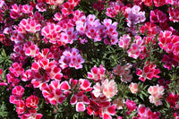 Godetia- Dwarf Single Mix