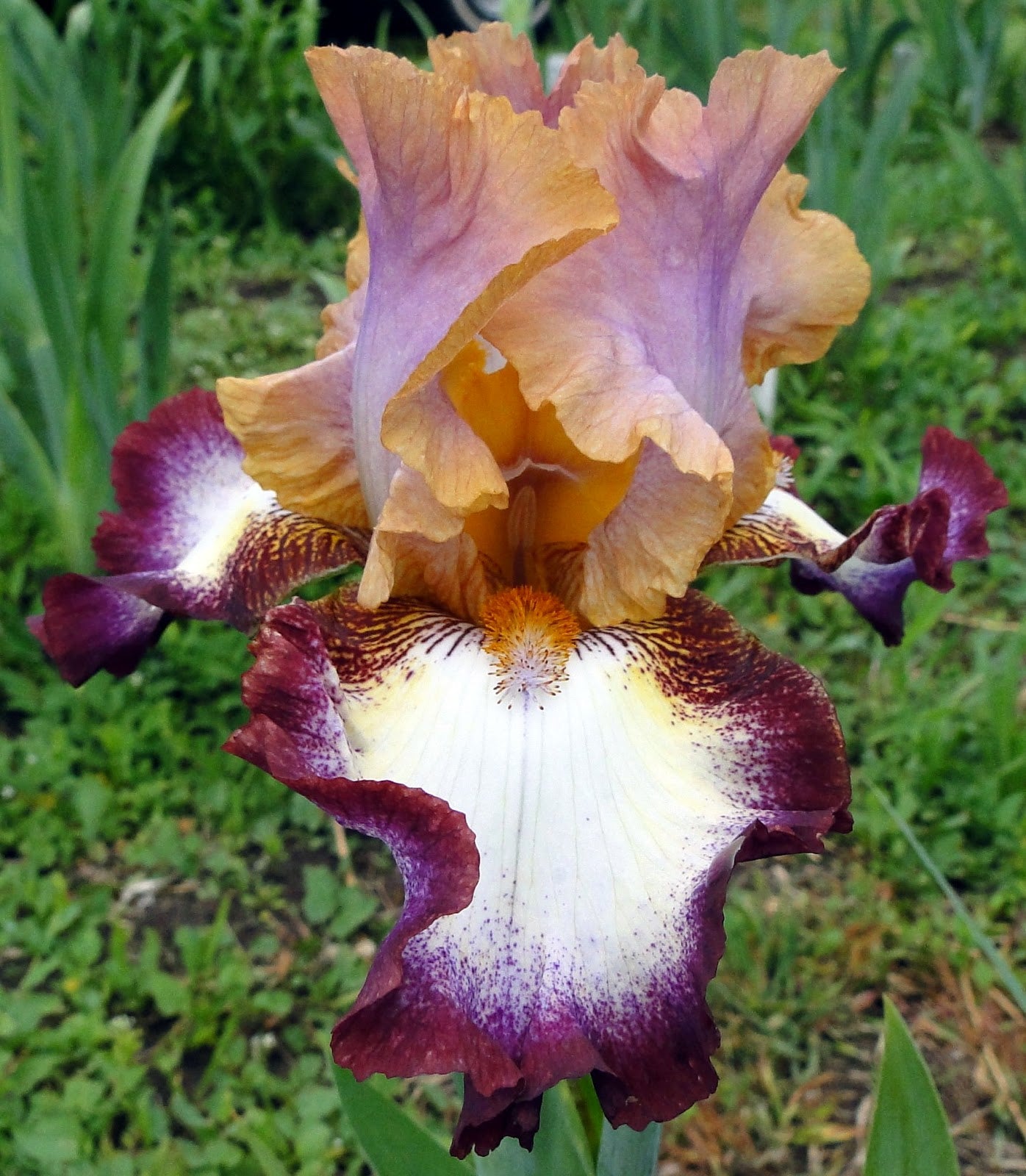 My Friend Jonathan Reblooming Bearded Iris