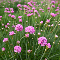 Heirloom Maritima Flower Seeds, Non-GMO Coastal Blooms for Hardy Garden and Rockery Planting