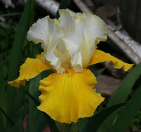 Neutron Dance Bearded Iris