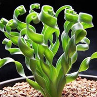 Heirloom Non-GMO Tortilis Spiral Plant Seeds for Unique Ornamental Garden Planting