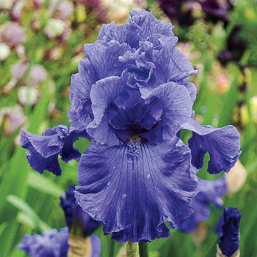 Feedback Reblooming Bearded Iris Seeds